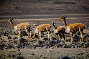 Vicuñas im Nationalpark Salinas y Aguada Blanca