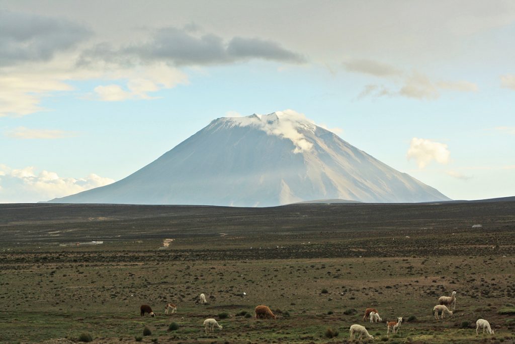 Alpacas grasen auf den Altiplanos bei Arequipa mit dem Vulkan Misti im Hintergrund