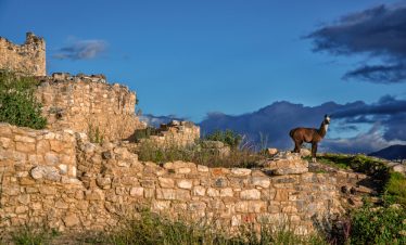 Ein Lama grast im Fort Kuelap bei Chachapoyas