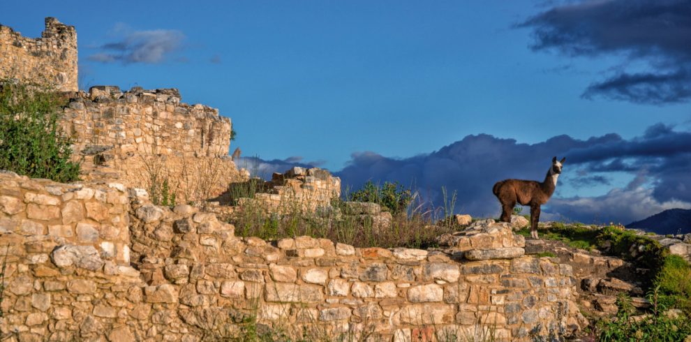 Ein Lama grast im Fort Kuelap bei Chachapoyas