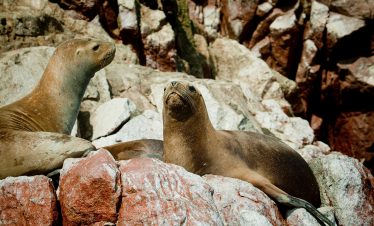 Seelöwen auf den Islas Ballestas bei Paracas