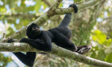 Ein Affe im Amazonas bei Tambopata
