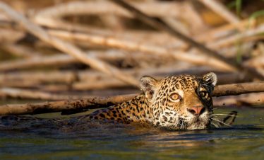 Ein schwimmender Jaguar im Amazonas bei Tambopata