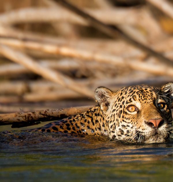 Ein schwimmender Jaguar im Amazonas bei Tambopata