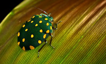 Ein gepunkteter Käfer im Amazonas bei Tambopata