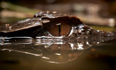 Das Auge eines Kaimans im Amazonas bei Tambopata