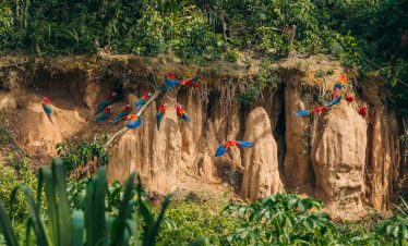 Papageien fliegen die Lehmlecke Chuncho im Amazonas bei Tambopata an