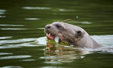 Ein Riesenflussotter im Amazonas bei Tambopata hat einen Fisch gefangen