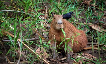 Ein Wasserschwein im Amazonas bei Tambopata