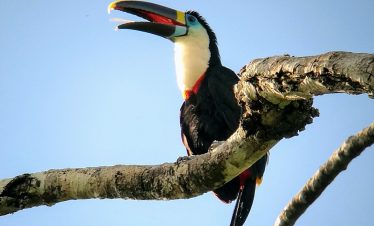 Ein Tukan im Amazonas bei Tambopata