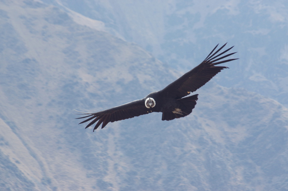 Ein Kondor fliegt über den Colca Canyon