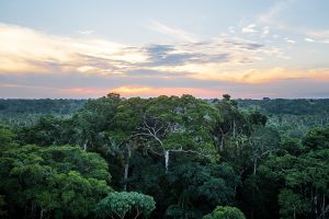 Baumkronen in der Umgebung der Ñape Lodge im Amazonas bei Tambopata