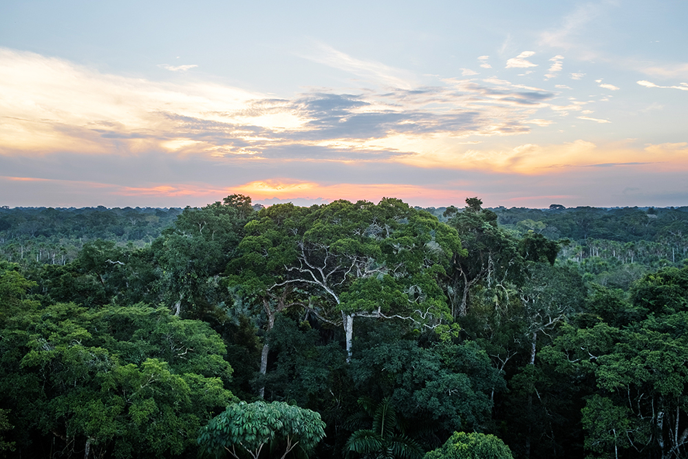 Baumkronen in der Umgebung der Ñape Lodge im Amazonas bei Tambopata