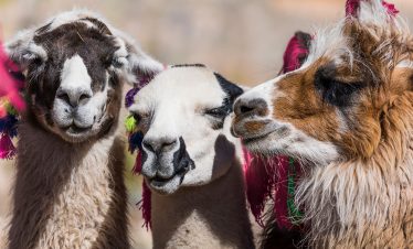 Lamas in der Region des Ausangate