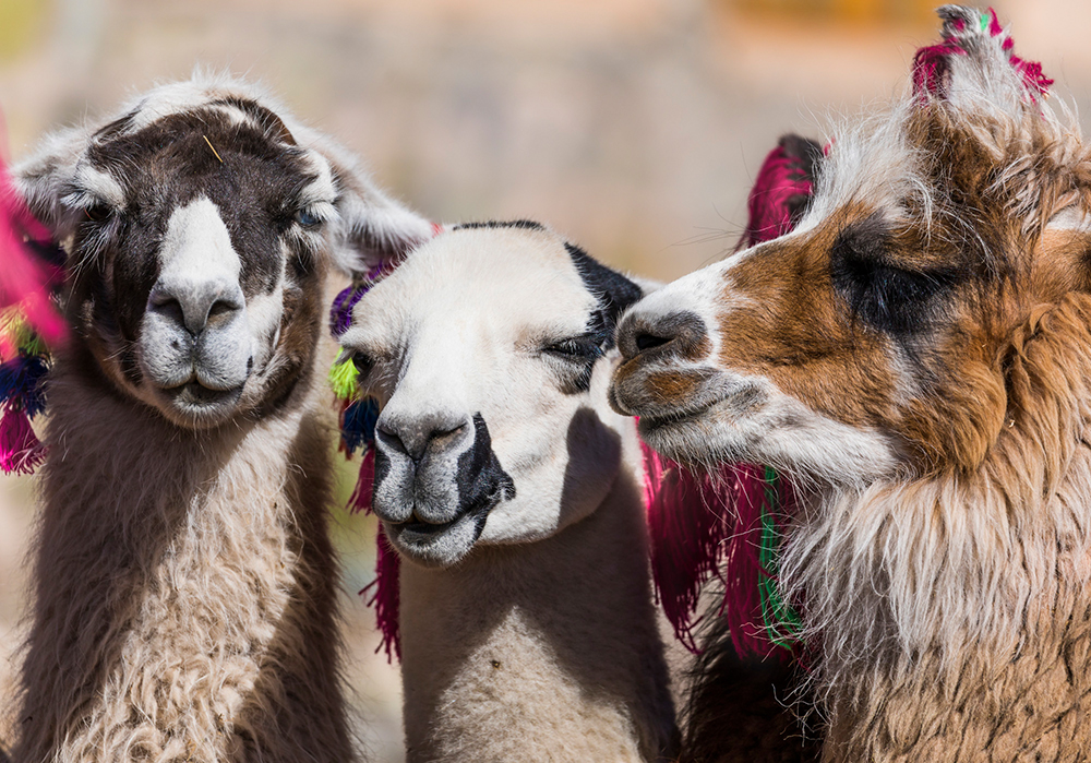 Lamas in der Region des Ausangate