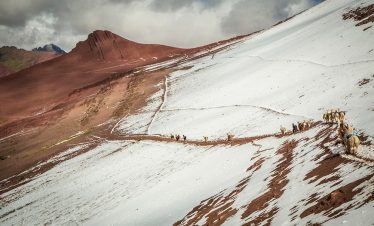 Alpacas und Lamas auf auf dem Apu Trail im Roten Tal