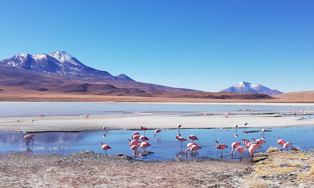 Flamingos in einer Lagune in der Salar de Uyuni
