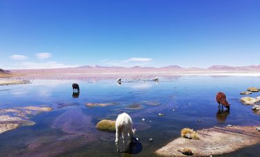 Alpacas trinken in einer Lagune in der Salar de Uyuni