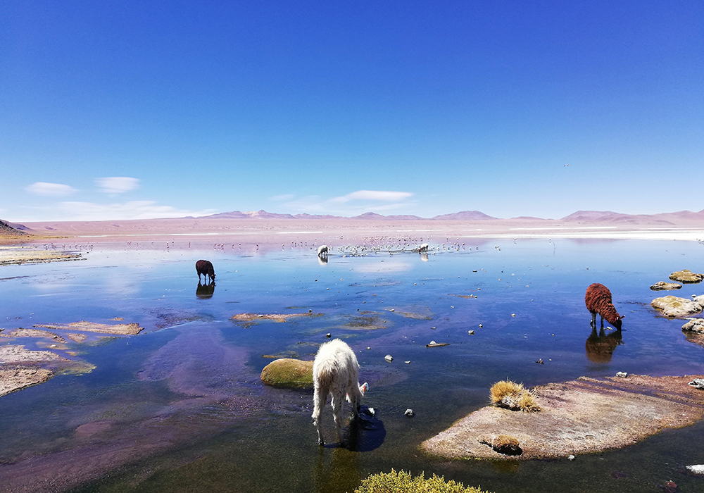 Alpacas trinken in einer Lagune in der Salar de Uyuni