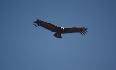 Ein Kondor zieht über dem Colca Canyon seine Runden