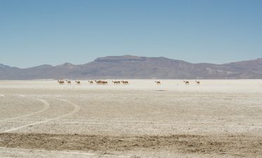 Eine Vicuñaherde läuft über die Salzeben der Salinas bei Arequipa