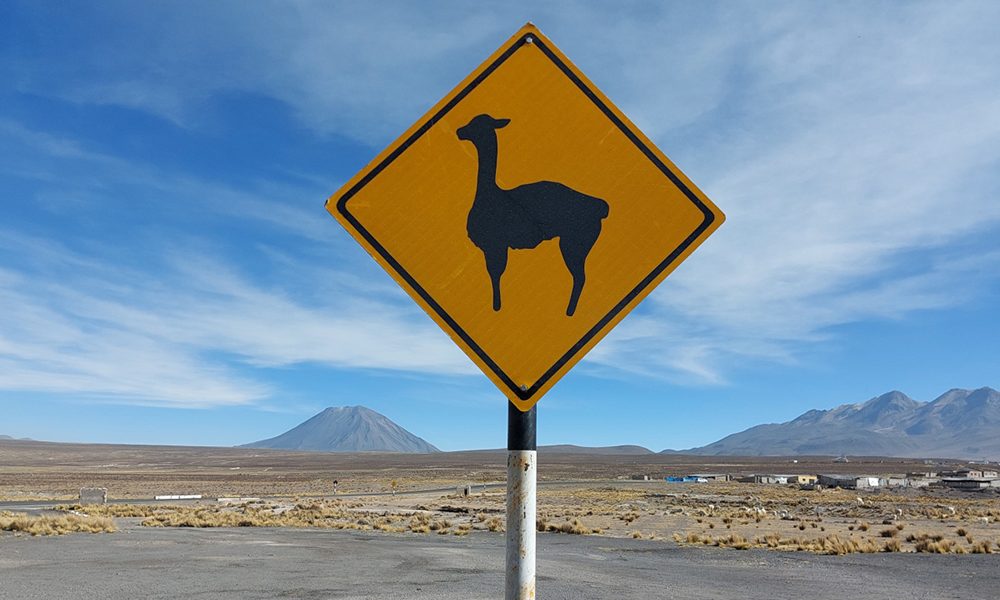 Ein Strassenschild macht auf Vicuñas uns Alpacas in der Gegend Salinas bei Arequipa aufmerksam