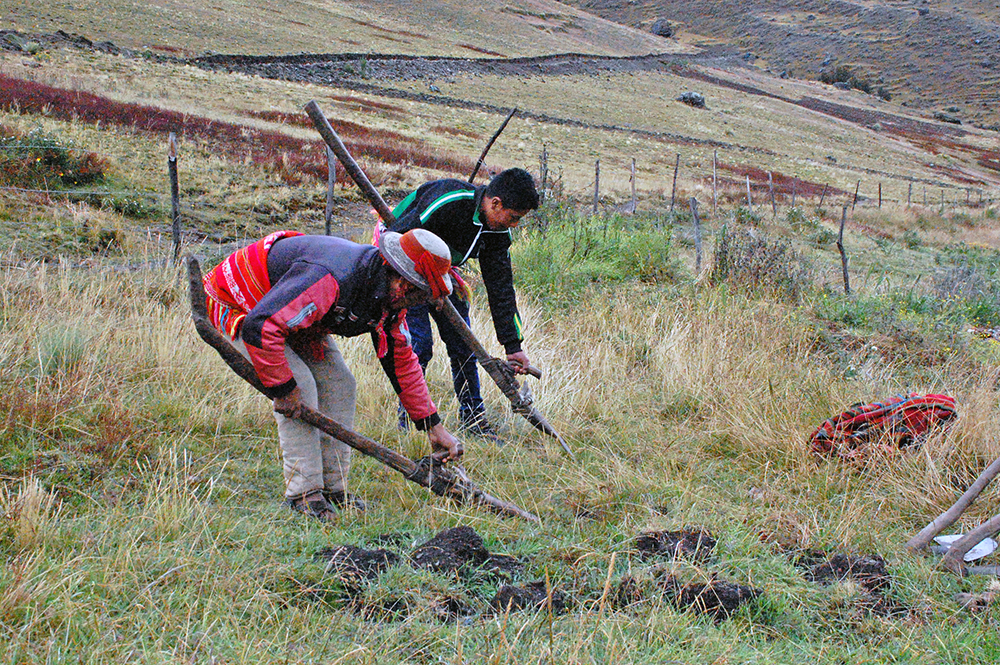 Bauern zeigen wie mit typischen Werkzeugen die Felder bearbeitet werden, während des Lamatreks "Inka-Lodges" im Tal von Lares