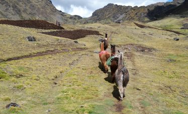 Lamas laufen auf dem Lamatrek "Inka-Lodges" im Tal von Lares an Kartoffelfeldern vorbei