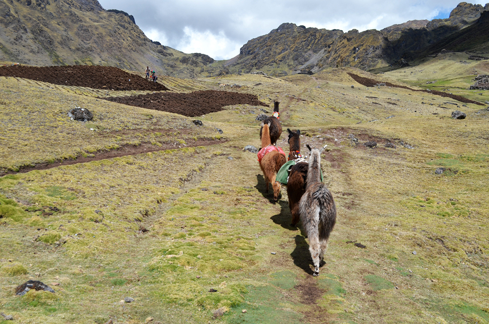 Lamas laufen auf dem Lamatrek "Inka-Lodges" im Tal von Lares an Kartoffelfeldern vorbei