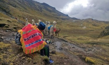 Ein Führer und seine Herde Lamas auf dem Lamatrek "Inka-Lodges" im Tal von Lares