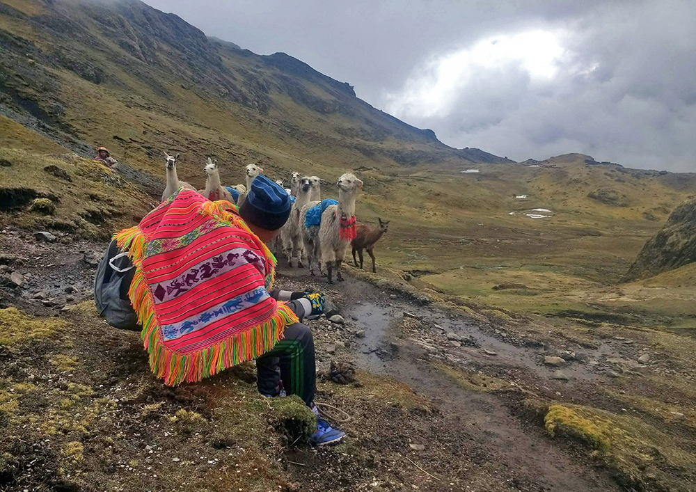 Ein Führer und seine Herde Lamas auf dem Lamatrek "Inka-Lodges" im Tal von Lares