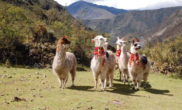 Geschmückte Lamas auf dem Lamatrek "Inka-Lodges" im Tal von Lares
