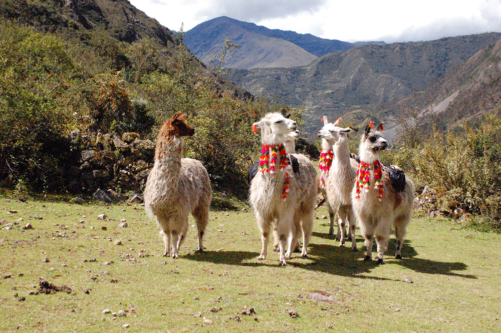 Geschmückte Lamas auf dem Lamatrek "Inka-Lodges" im Tal von Lares