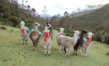 Bepackte Lamas auf dem Lamatrek "Inka-Lodges" im Tal von Lares
