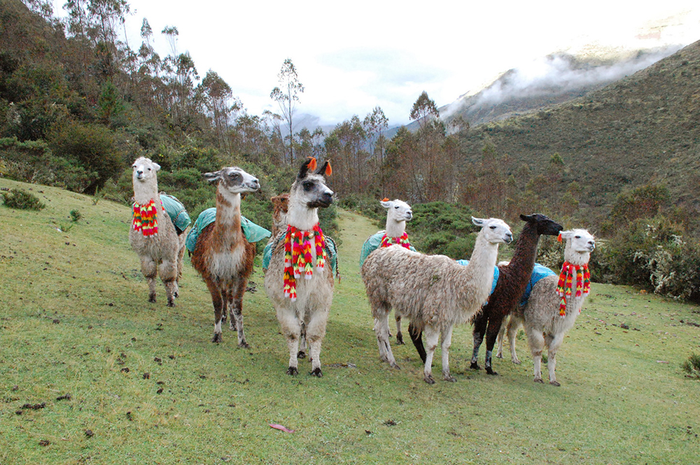 Bepackte Lamas auf dem Lamatrek "Inka-Lodges" im Tal von Lares