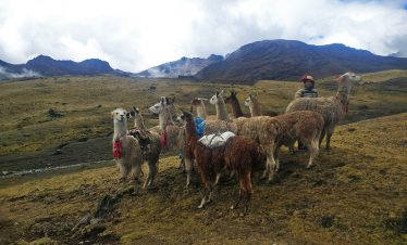 Ein Führer mit seinen Lamas auf dem Lamatrek "Inka-Lodges" im Tal von Lares