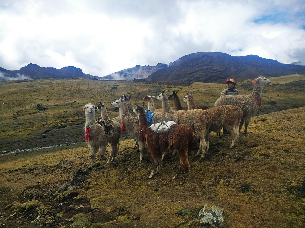 Ein Führer mit seinen Lamas auf dem Lamatrek "Inka-Lodges" im Tal von Lares