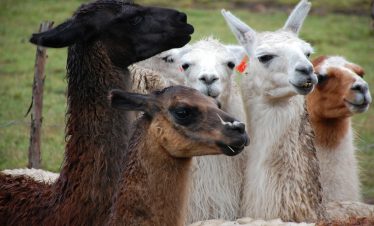 Lamas