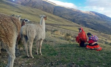 Einheimische machen ein kleines Ritual für ihre Lamas auf dem Lamatrek "Inka-Lodges" im Tal von Lares