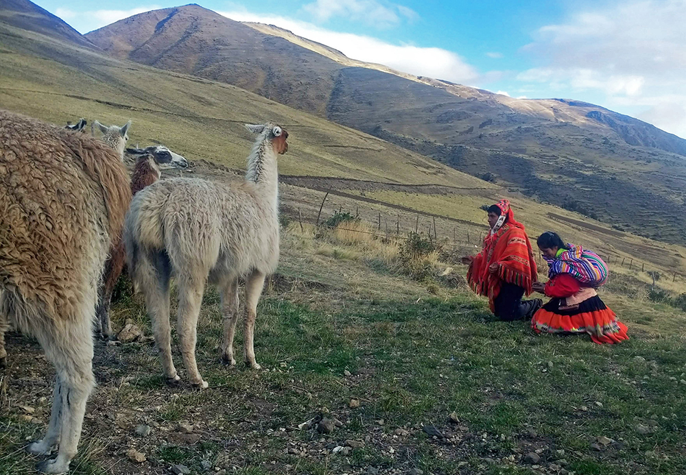 Einheimische machen ein kleines Ritual für ihre Lamas auf dem Lamatrek "Inka-Lodges" im Tal von Lares