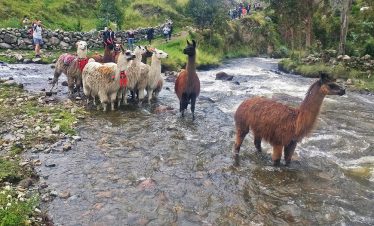 Lamas bei einer Bachüberquerung auf dem Lamatrek "Inka-Lodges" im Tal von Lares