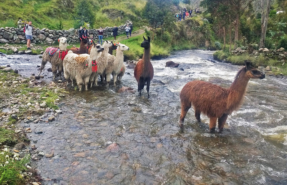 Lamas bei einer Bachüberquerung auf dem Lamatrek "Inka-Lodges" im Tal von Lares