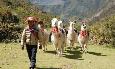 Ein Einheimischer mit seinen Lamas auf dem Lamatrek "Inka-Lodges" im Tal von Lares