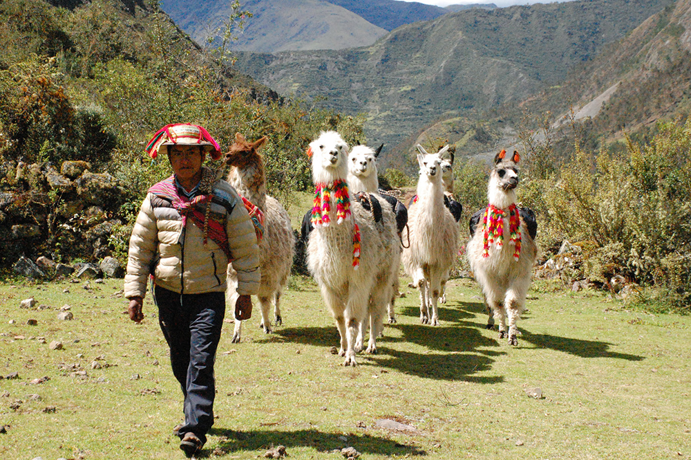 Ein Einheimischer mit seinen Lamas auf dem Lamatrek "Inka-Lodges" im Tal von Lares