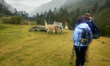 Touristen schauen auf dem Lamatrek "Inka-Lodges" im Tal von Lares den Lamas zu