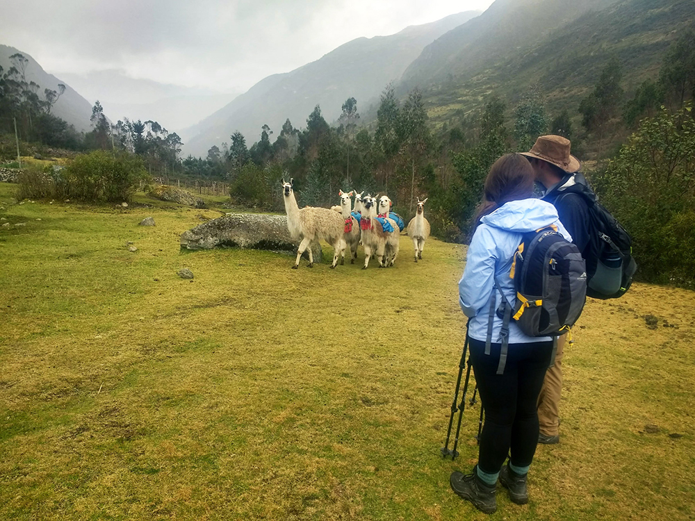 Touristen schauen auf dem Lamatrek "Inka-Lodges" im Tal von Lares den Lamas zu