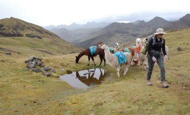 Eine Touristin wandert zusammen mit Lamas auf dem Lamatrek "Inka-Lodges" im Tal von Lares