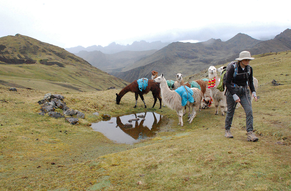Eine Touristin wandert zusammen mit Lamas auf dem Lamatrek "Inka-Lodges" im Tal von Lares