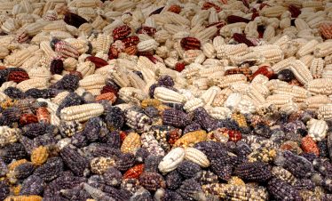 Mais in allen Farben wird in den Anden zum Trocknen an die Sonne gelegt