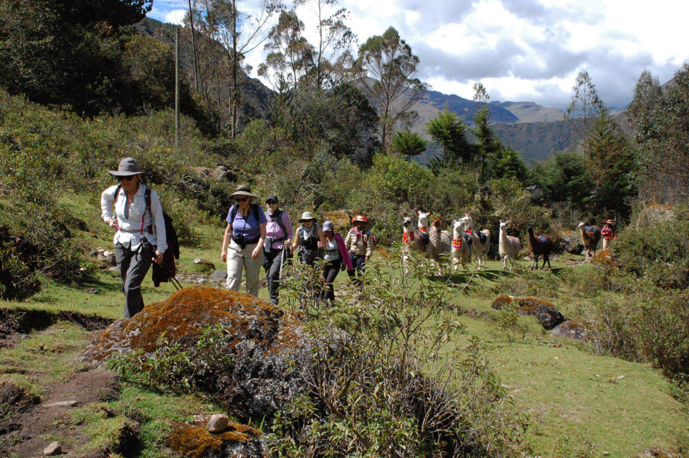 Touristen werden auf dem Lamatrek "Inka-Lodges" im Tal von Lares von einer Lamaherde begleitet